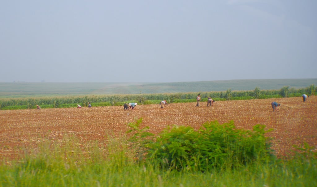 Field labour in North Korea