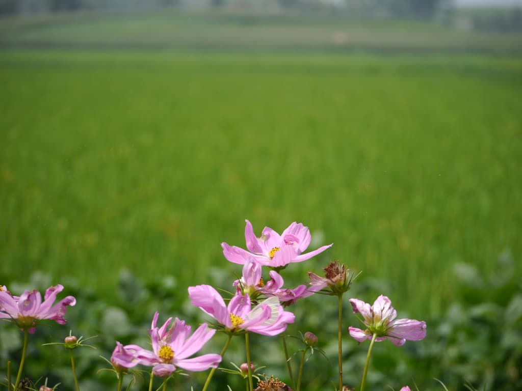 Flowers along rice paddies