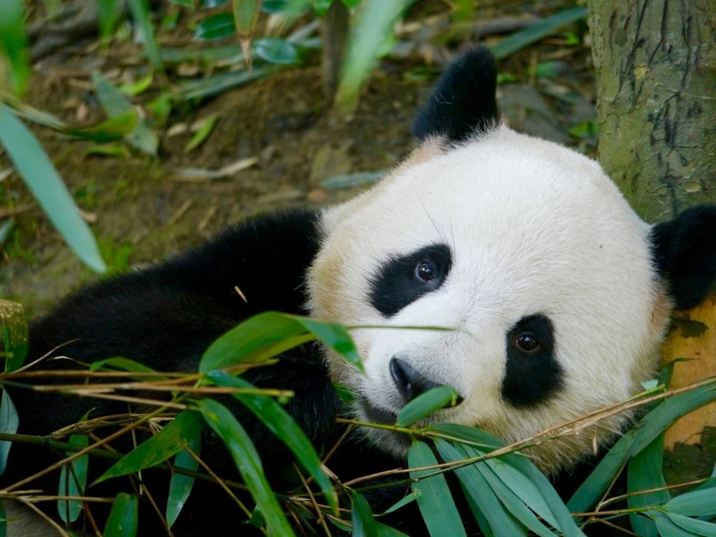 Giant panda 