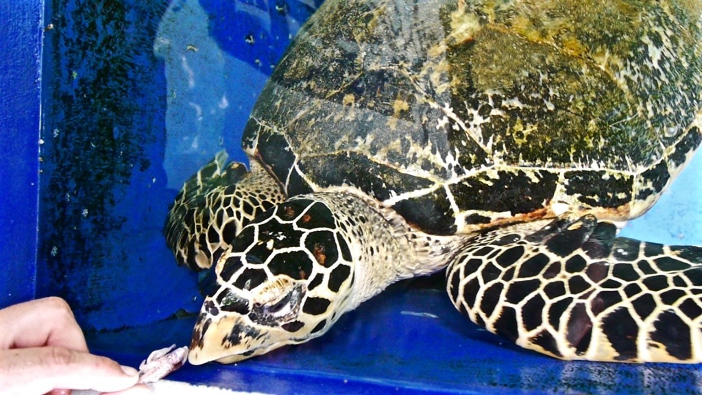 Rescued turtle at Gaya Island Resort Marine Center