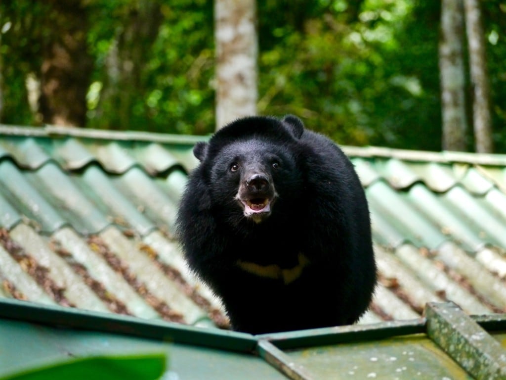 Free the bears rescue center