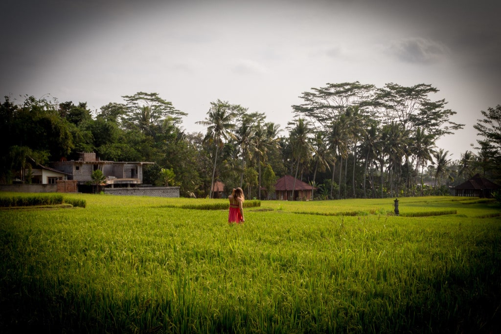 Ubud rice paddies