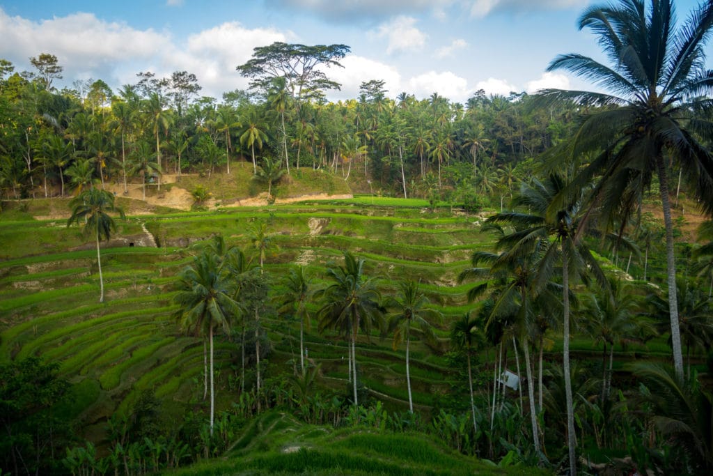 Tegalalang Rice paddies