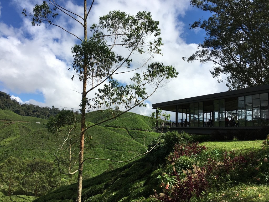 Cameron Highlands tea