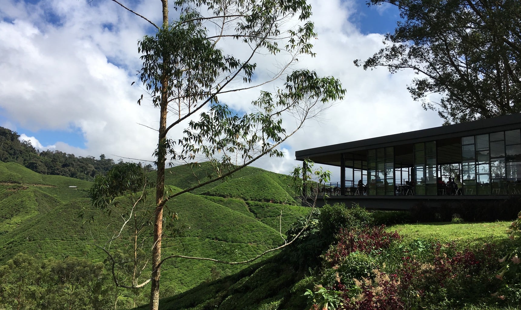 Cameron Highlands tea