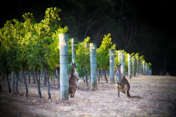 Vineyard kangaroo
