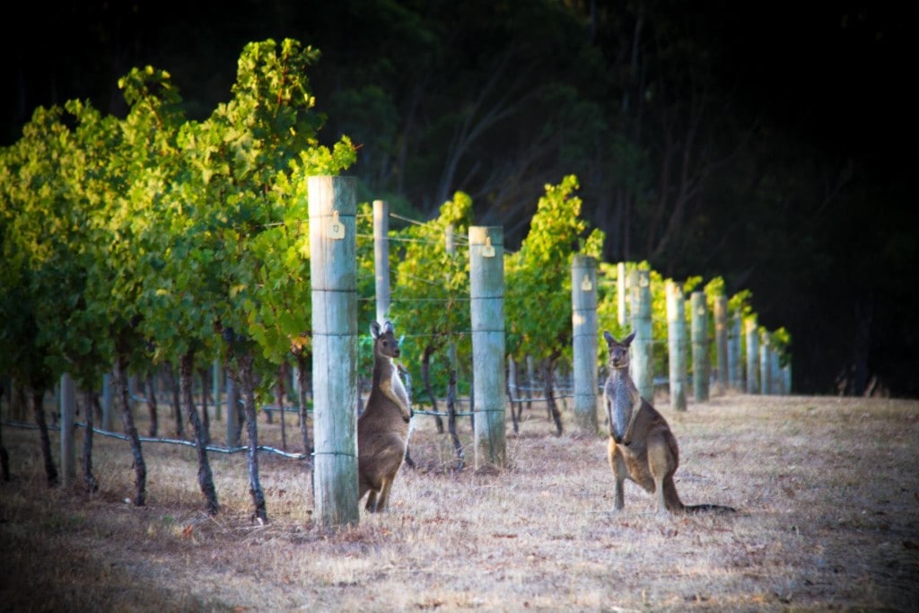 Kangaroos at Cape Mentelle