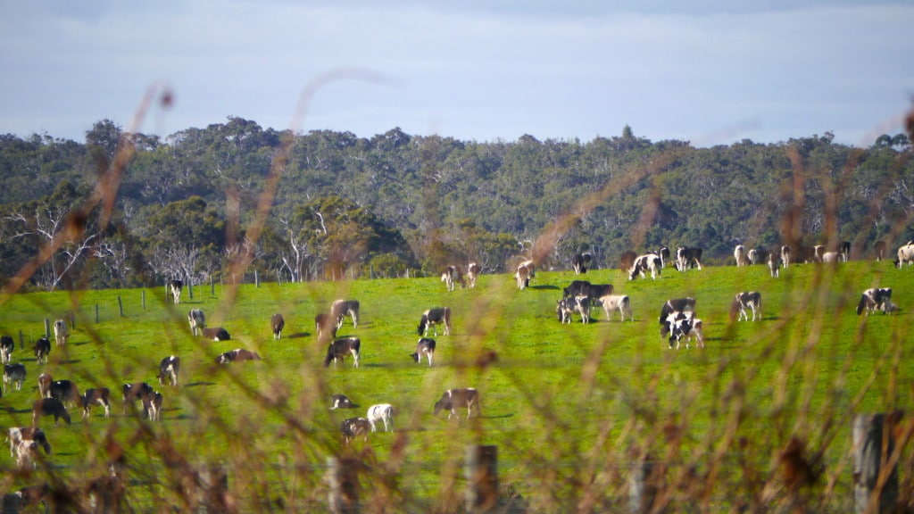 Margaret River cows