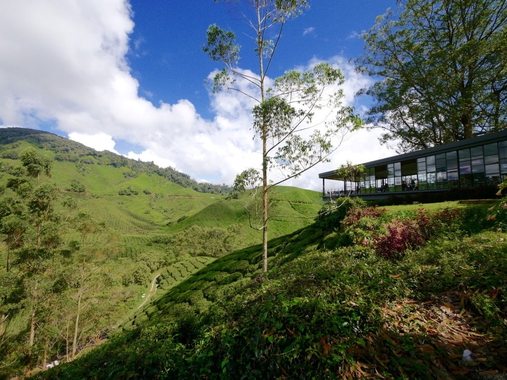 Boh Tea Plantation