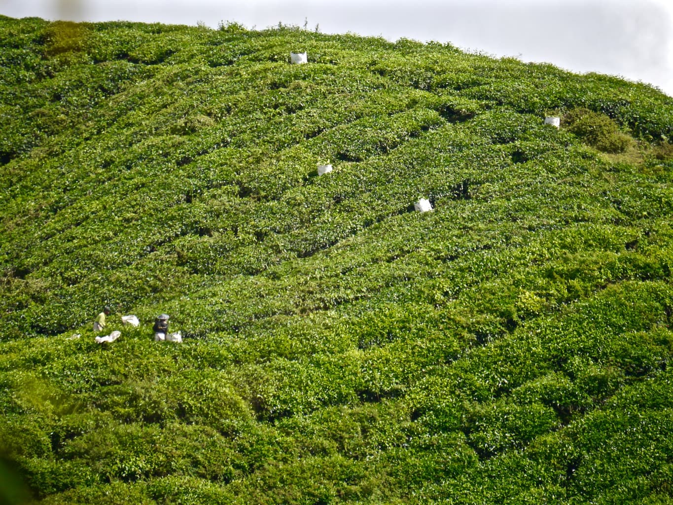 Tea harvesting Cameron Highlands