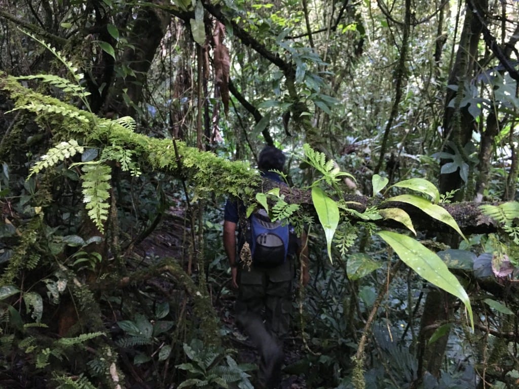Into the jungle