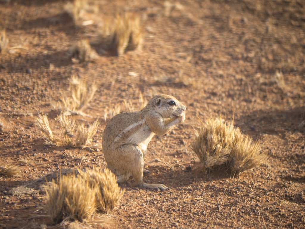 Squirrel NamibRand Reserve