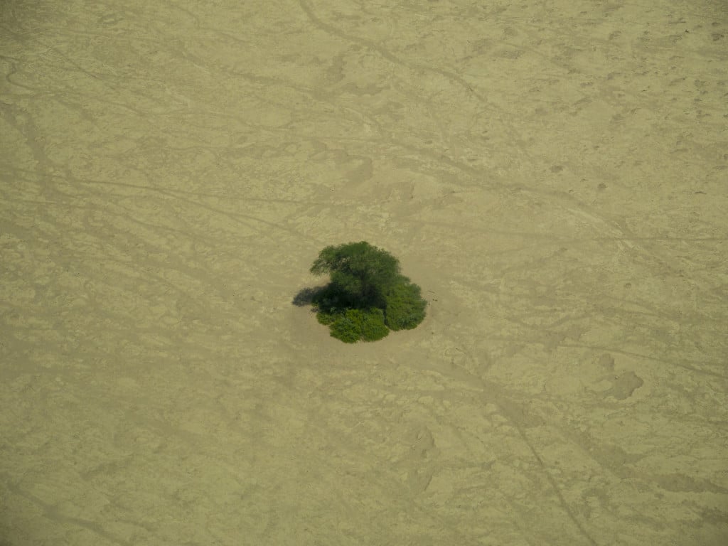 A lone tree in the Namibian desert
