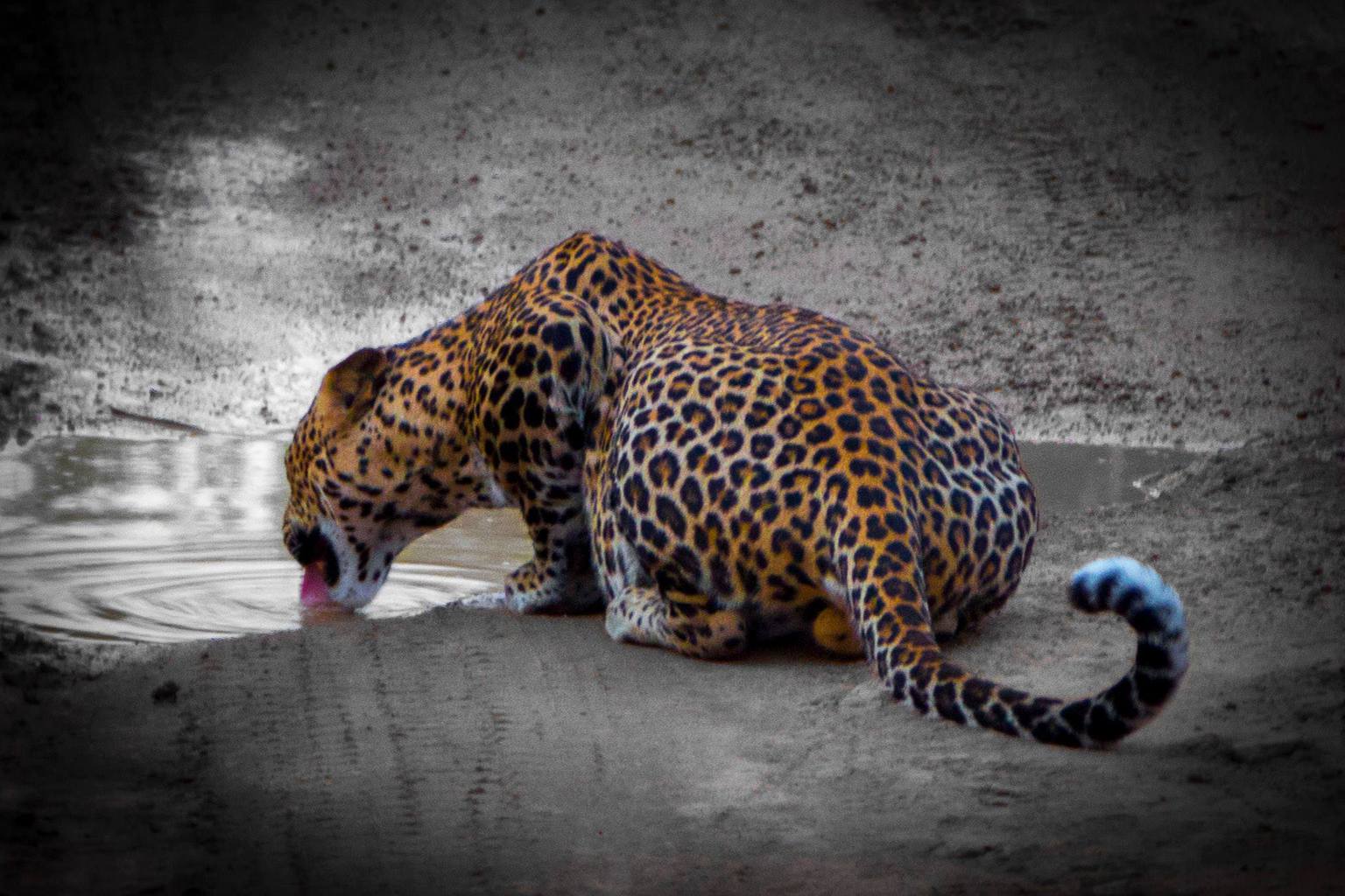 Leopard in Sri Lanka