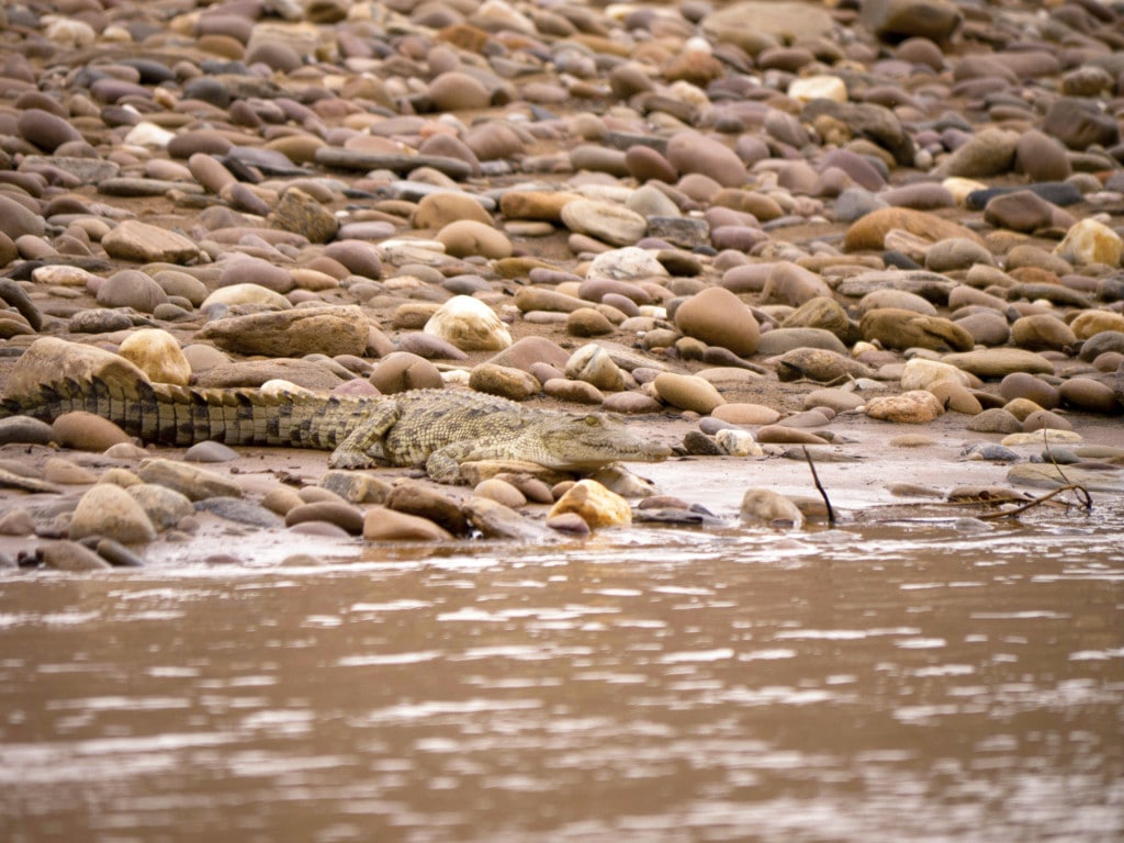 River safari at Serra Cafema