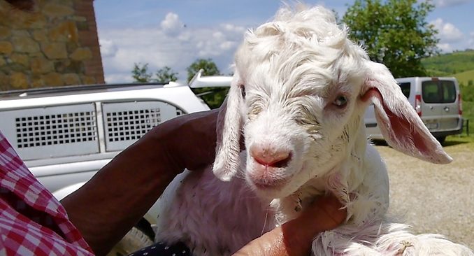 Little one day old goat