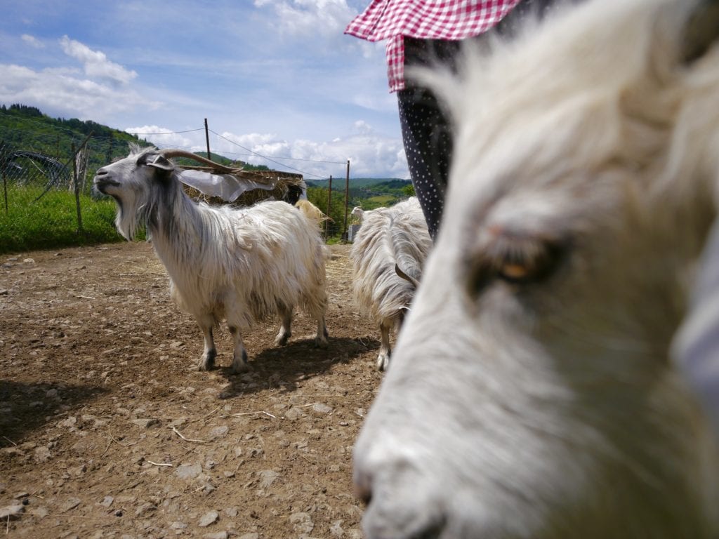 Cashmere goats