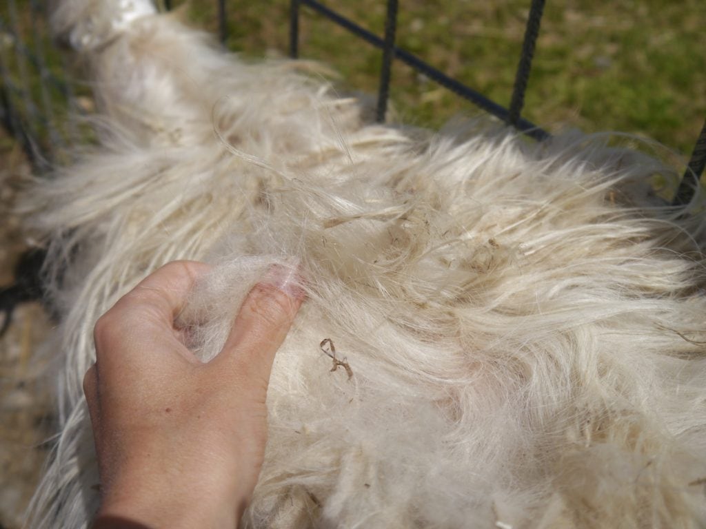 Cashmere goat combing