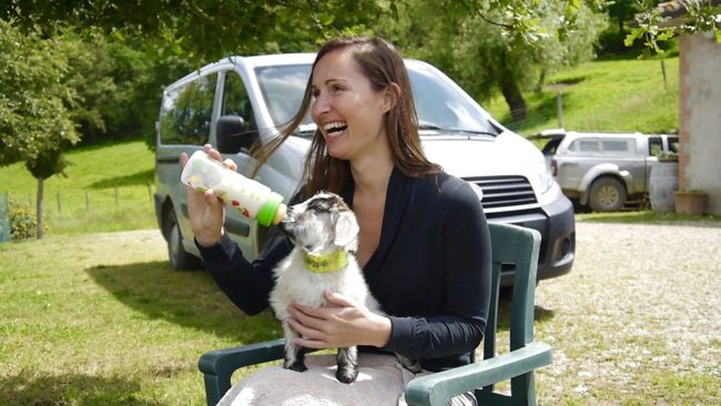 Feeding little cashmere goat