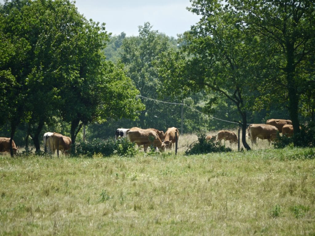 Maremmane and Chianina cows