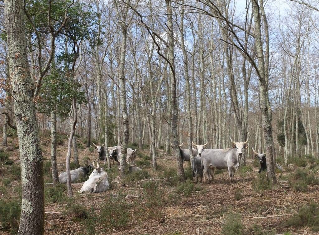 Finding Maremmane and Chianina cows