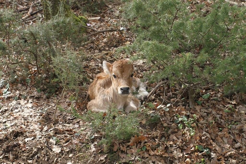 A little cow at Tenuta di Paganico