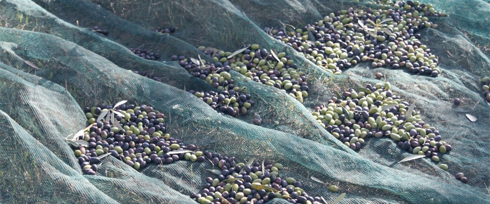 Collecting olives