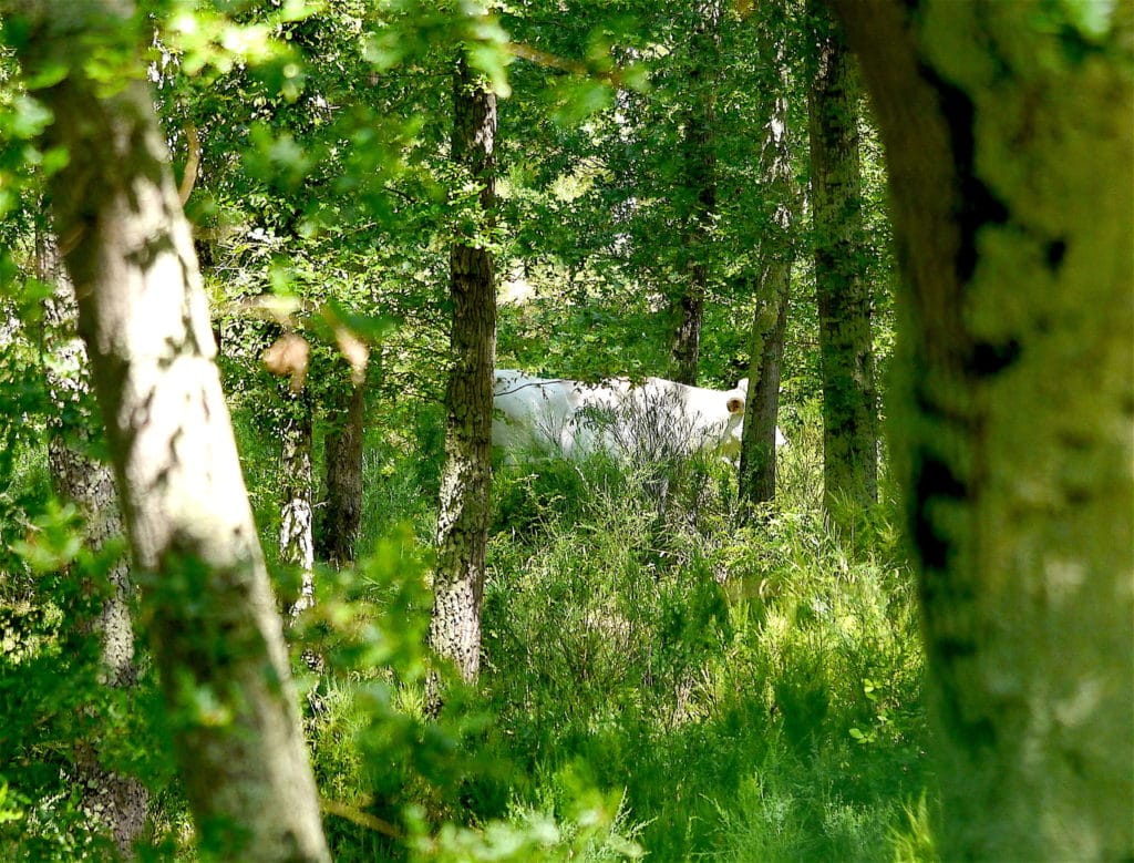 Maremmana cows in the forest