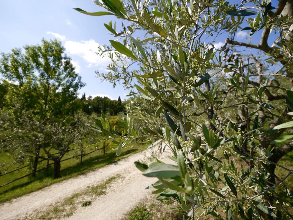 Podere Erica olive trees