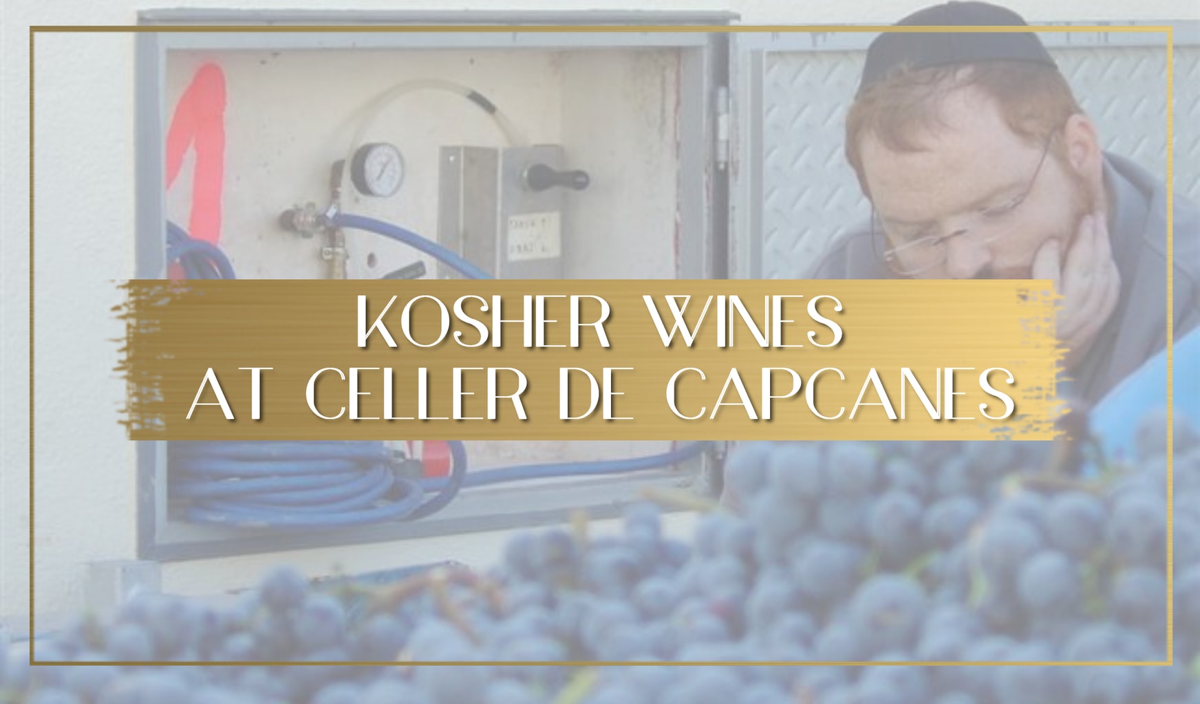 Learning about Kosher wines at Celler de Capcanes main