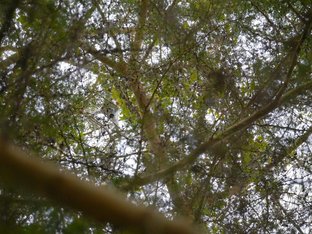 My drone stuck in the trees