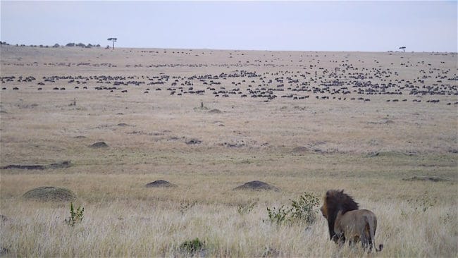 Lion watching over a sea of wildebeest