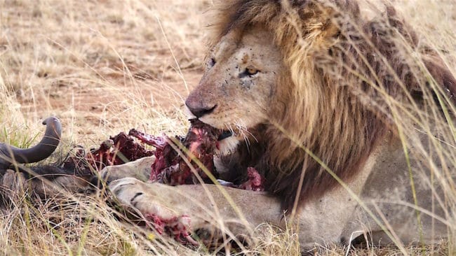 Lion eating his kill