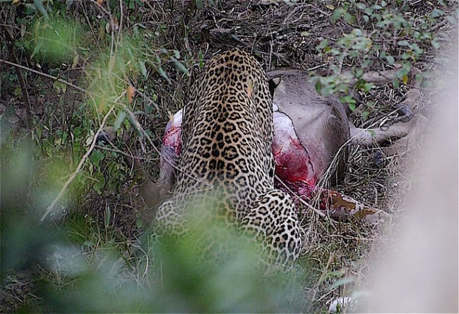 Leopard eating his kill