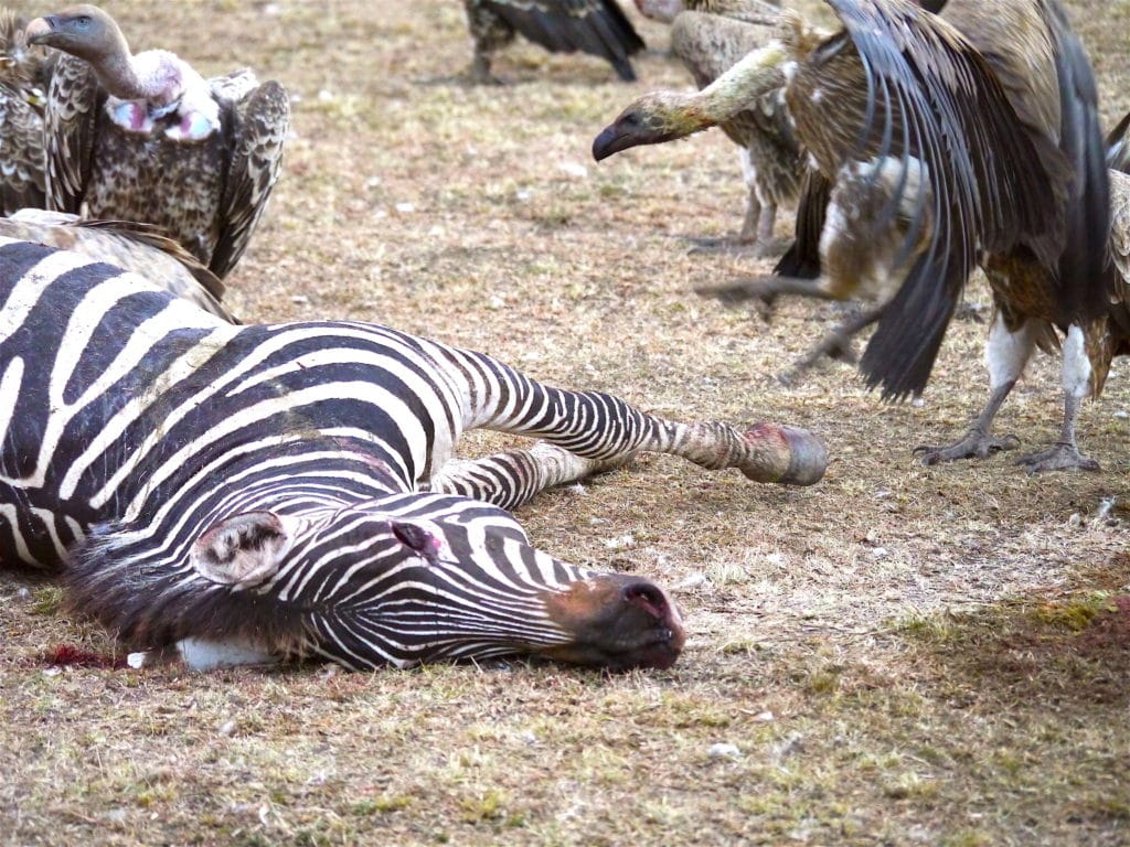 Safari photos in Kenya of Vultures attacking dinner