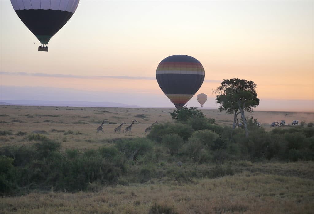 Giraffes running away from hot air balloon at the Masai Mara