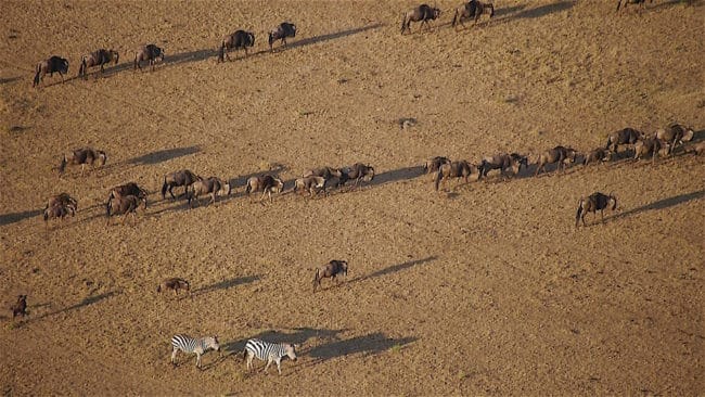 Hot air balloon over the Maasai Mara