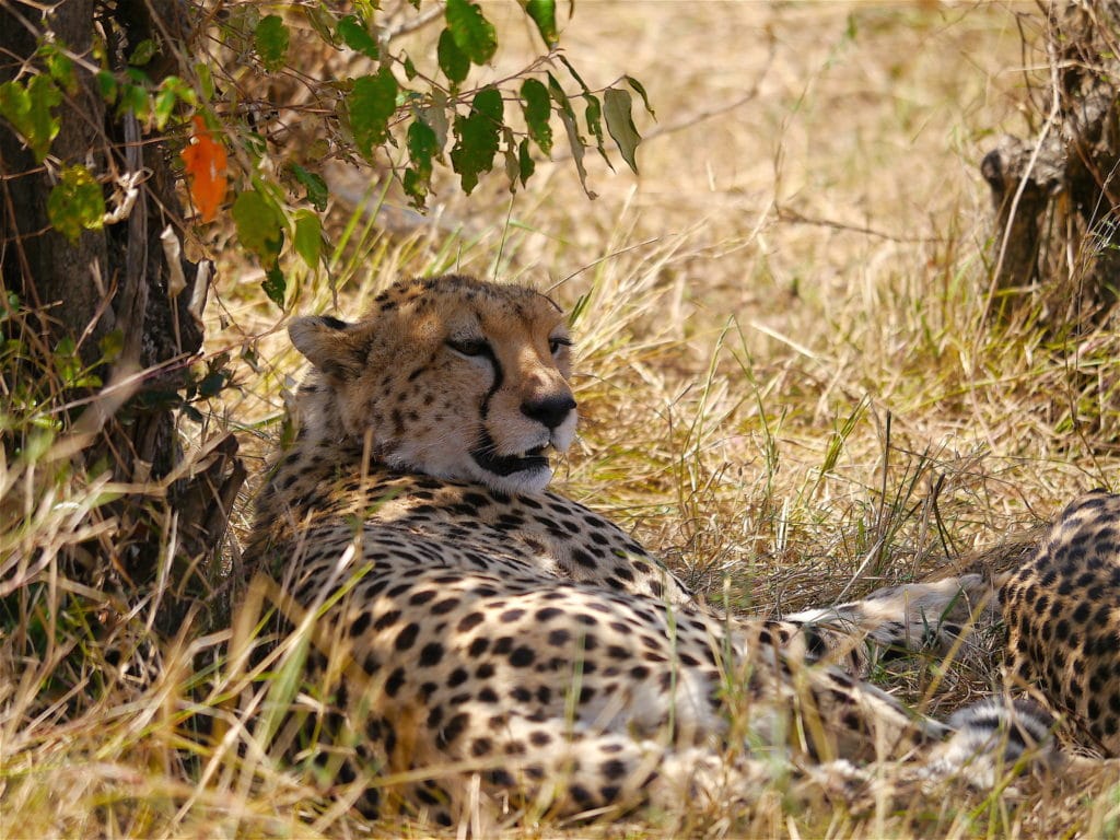 Cheetah chilling in the shade