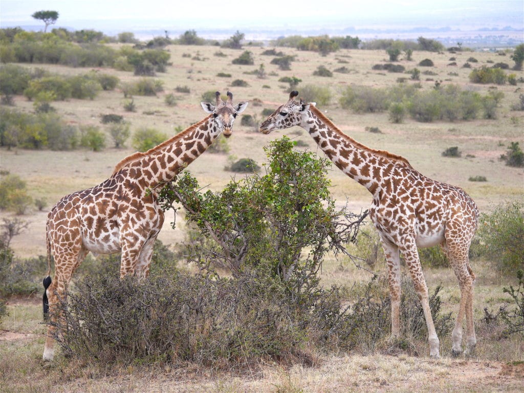 Two giraffe in Masai Mara