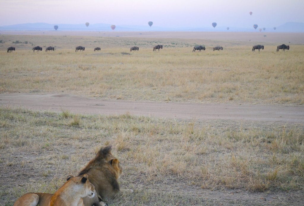 Lions watching the balloons at sunrise