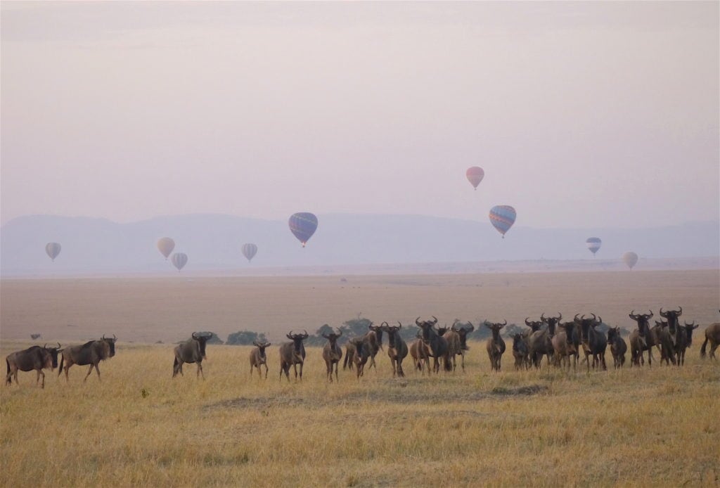 Wildebeest at sunrise in the Masai Mara