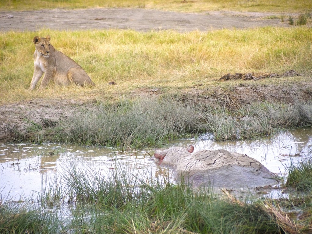 Face off between a rhino and three lions