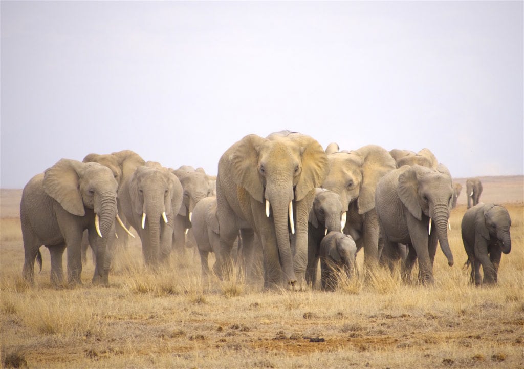 Elephant herd in Amboseli