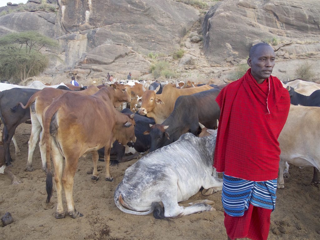 Solomon, our Masai guide, with his cattle