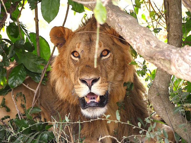 Up close and personal with a lion