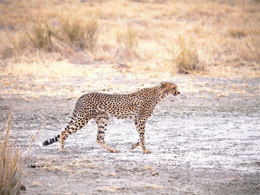 Cheetah in Amboseli