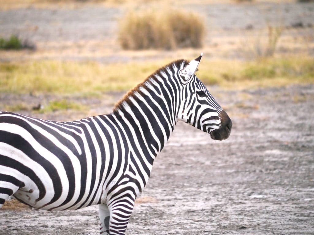 Zebra in Amboseli