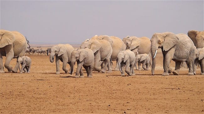 Elephant herd Amboseli