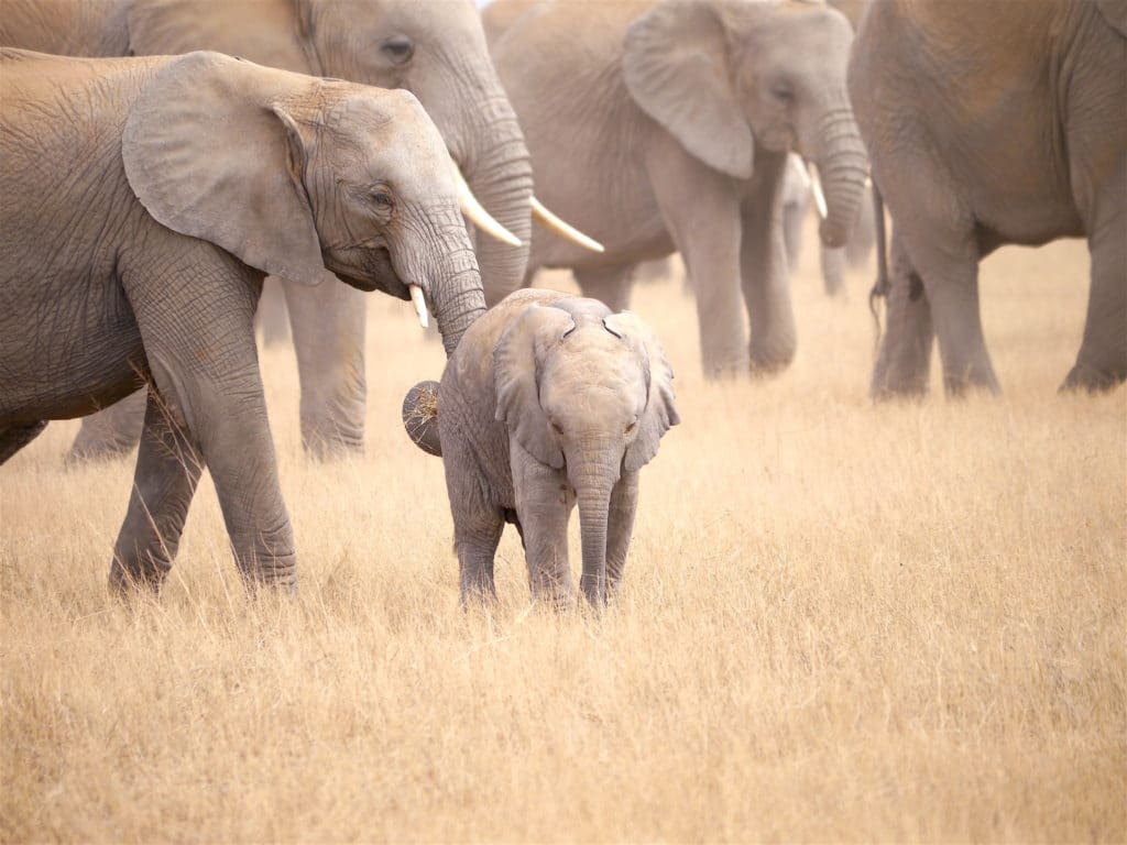 Elephants in Amboseli