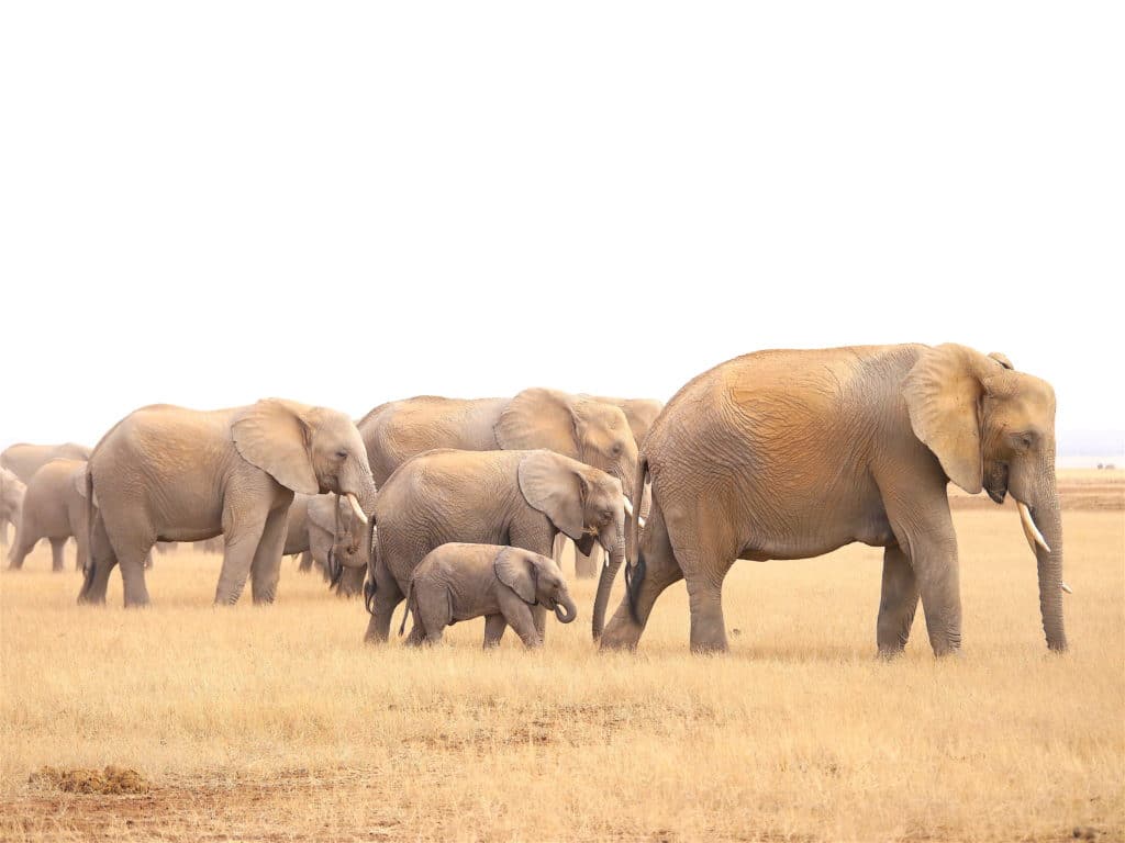 Elephants on Amboseli park